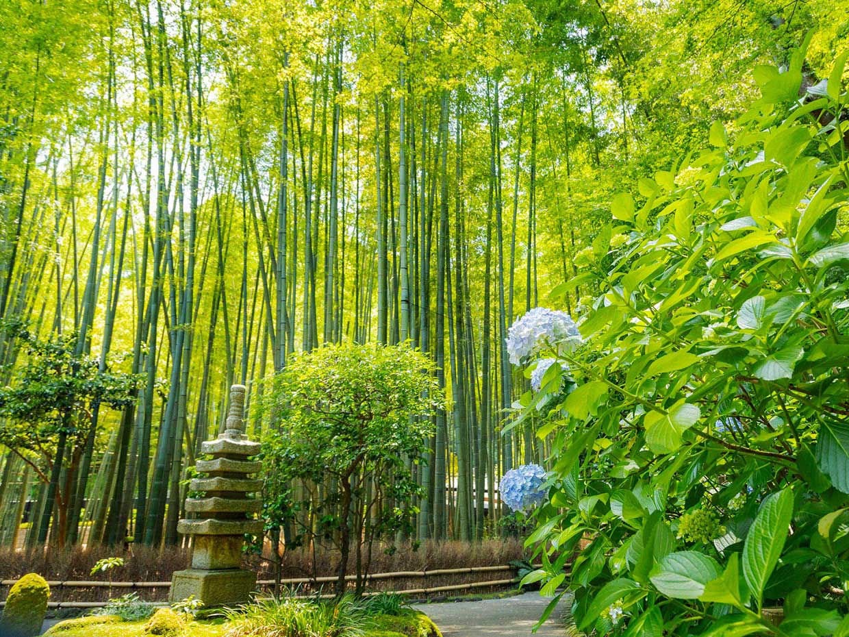 Rừng tre Chùa Hokoku rung-tre-chua-hokoku